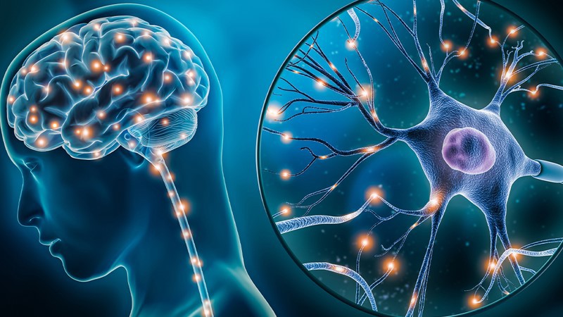 Bioglutide NA-931 Peripheral Signals Of Energy Status | Shaanxi BLOOM Tech Co., Ltd Bioglutide NA-931 Peripheral Signals Of Energy Status | Shaanxi BLOOM Tech Co., Ltd